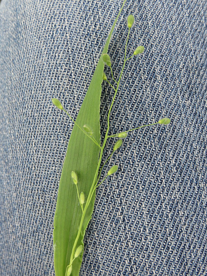 Leiberg's Panicum photo 6
