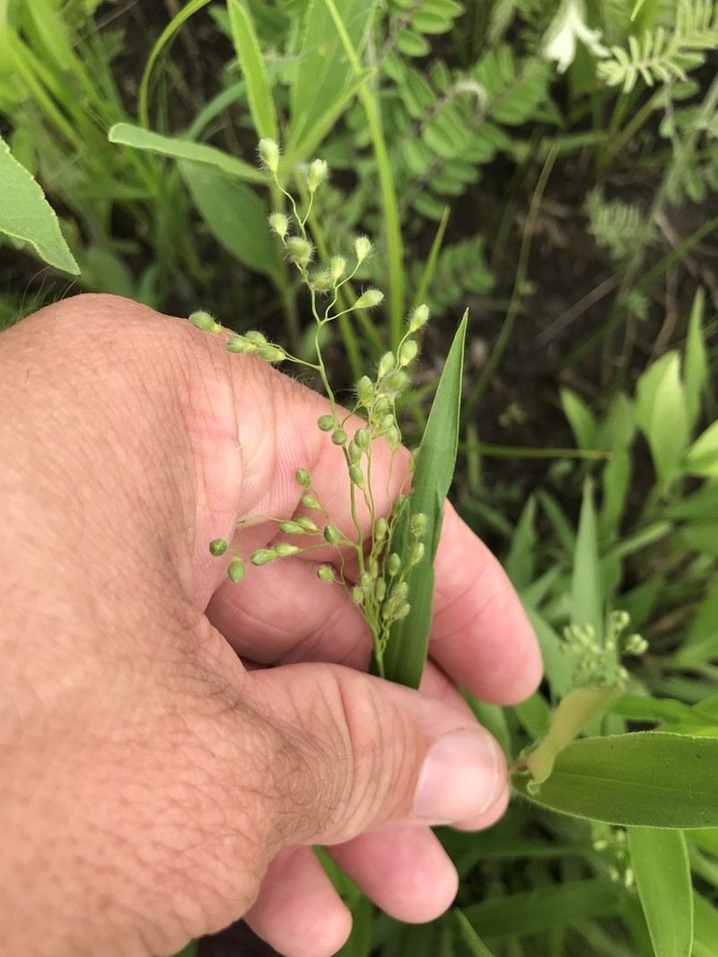 Leiberg's Panicum photo 7