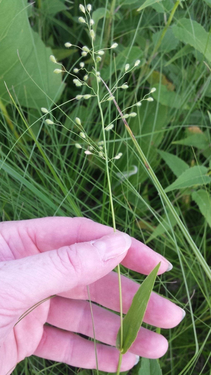 Leiberg's Panicum photo 8