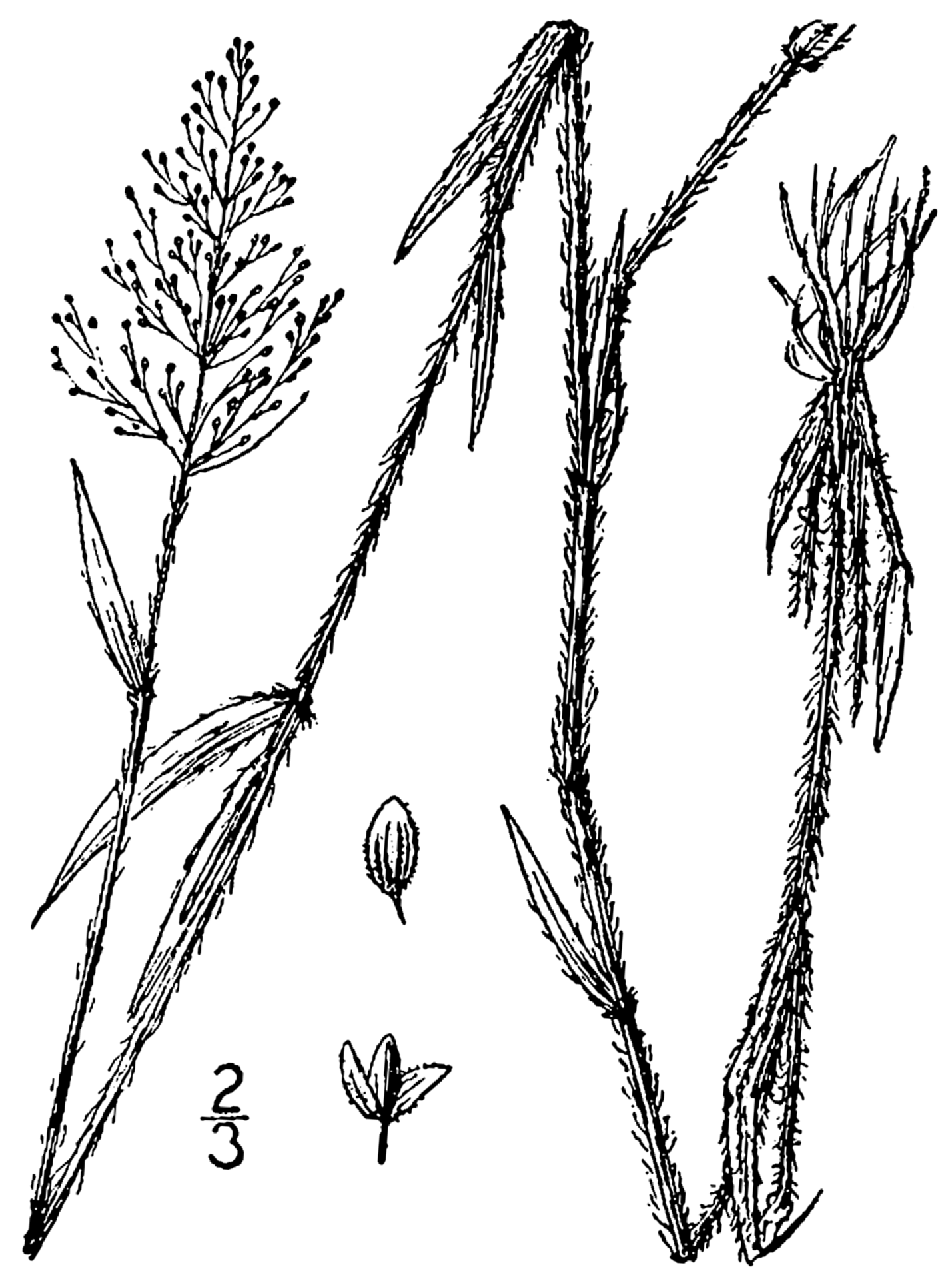 Rough Panicgrass