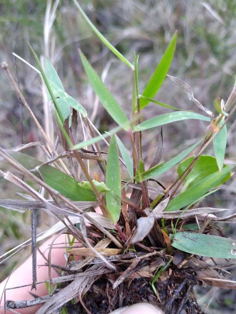 Rough Panicgrass