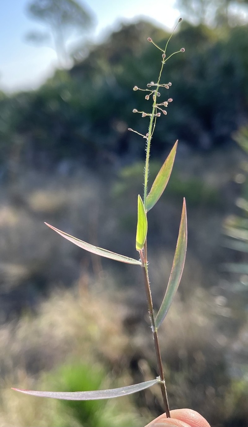 Rough Panicgrass photo 2