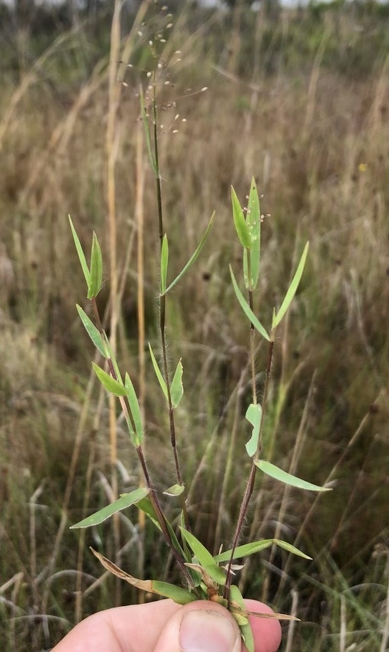 Rough Panicgrass photo 3