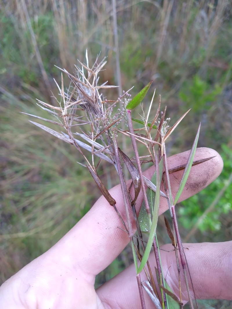 Rough Panicgrass photo 4