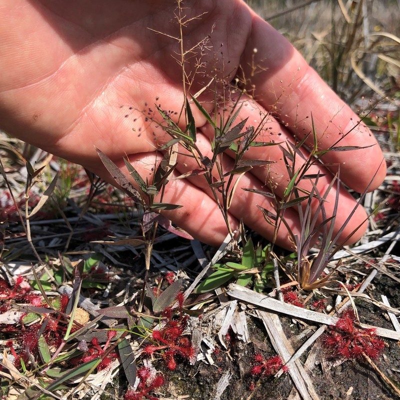 Rough Panicgrass photo 5