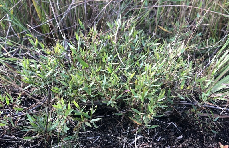 Rough Panicgrass photo 6