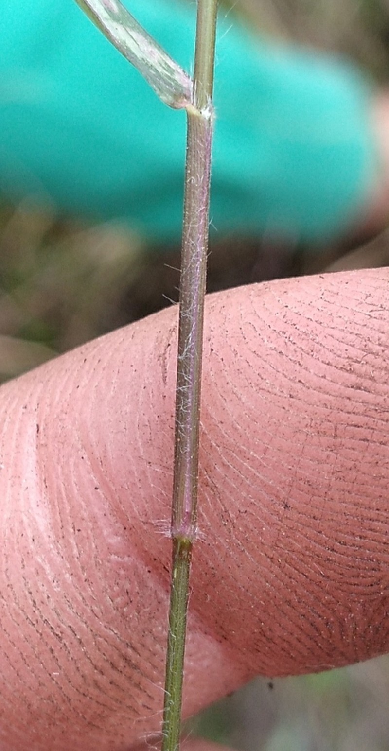 Rough Panicgrass photo 7