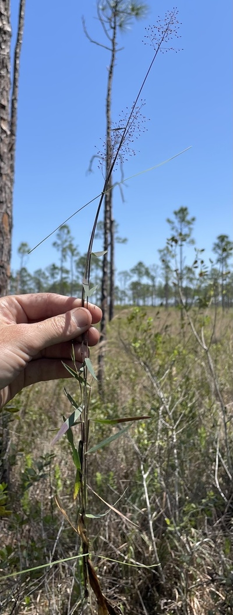 Rough Panicgrass photo 8