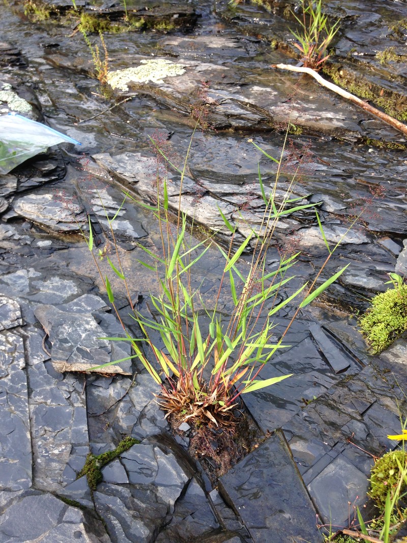 Dichanthelium lindheimeri