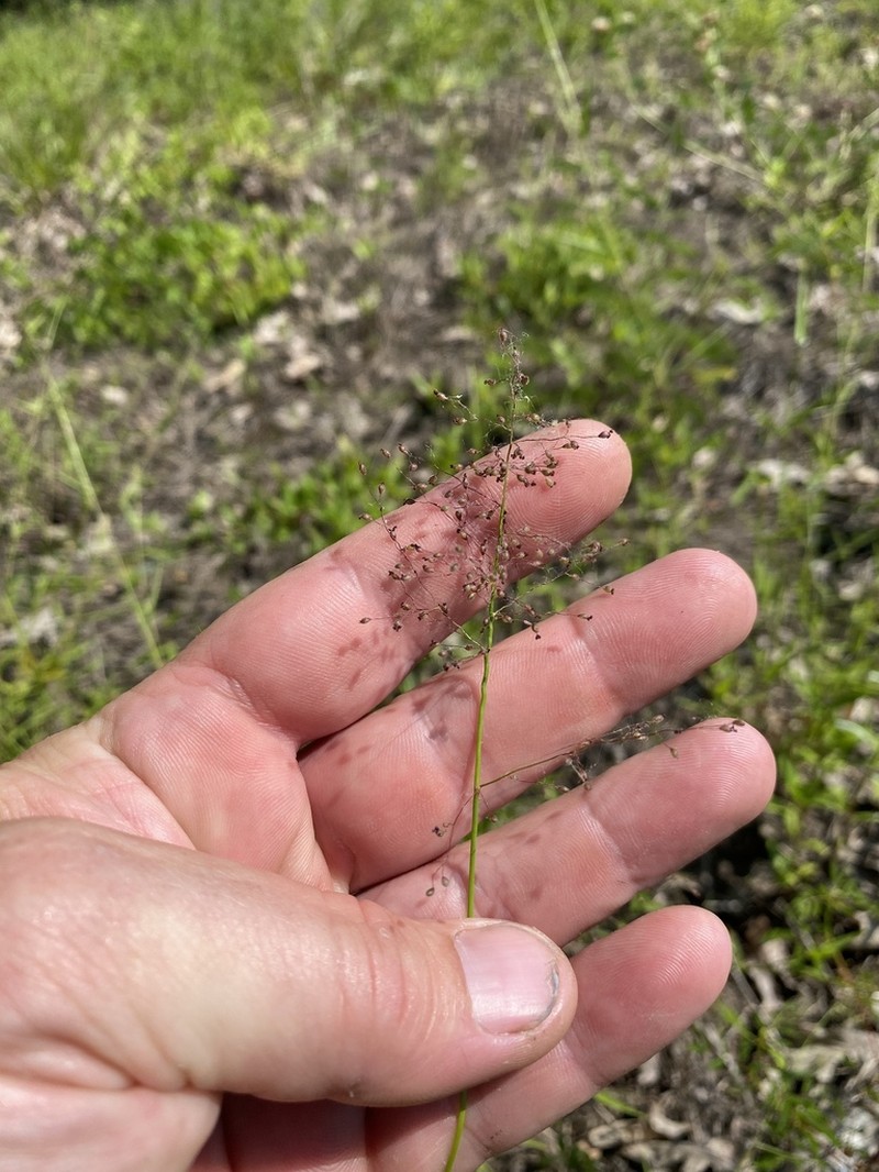 Dichanthelium lindheimeri photo 2