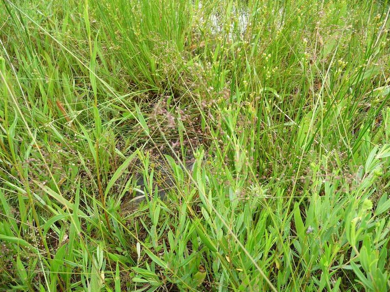 Dichanthelium lindheimeri photo 3