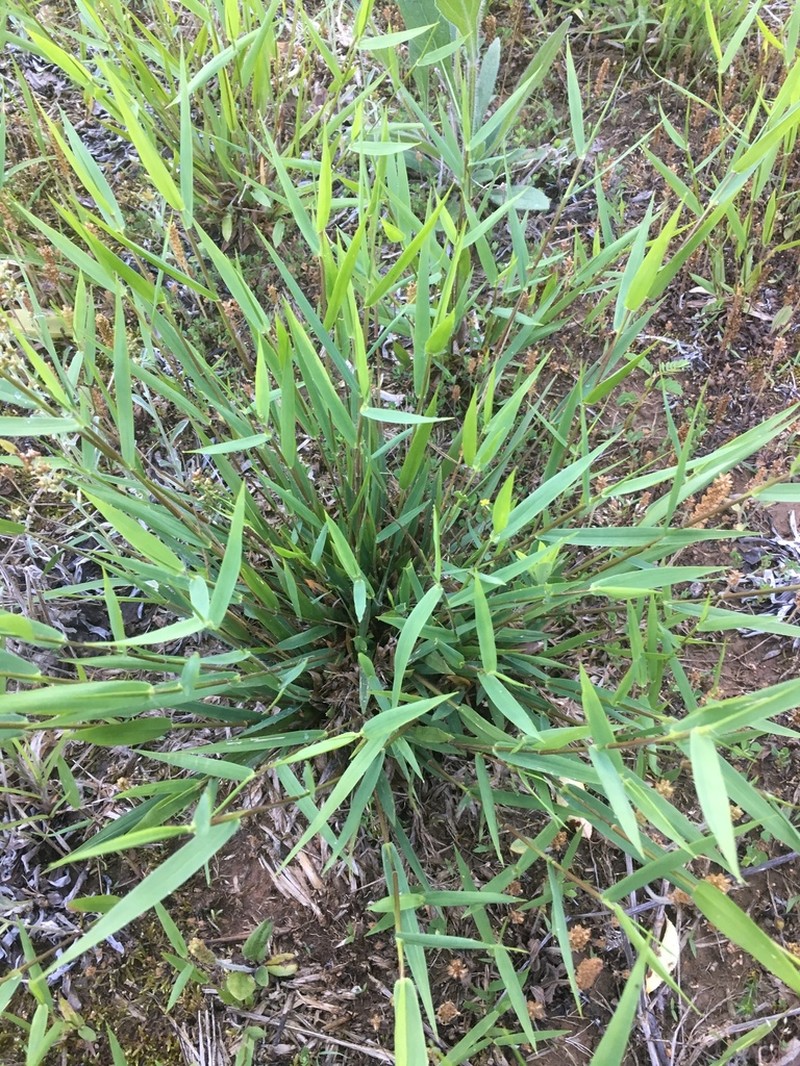 Dichanthelium lindheimeri photo 4