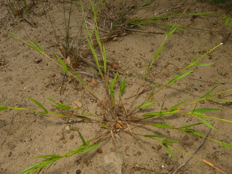 Dichanthelium lindheimeri photo 5