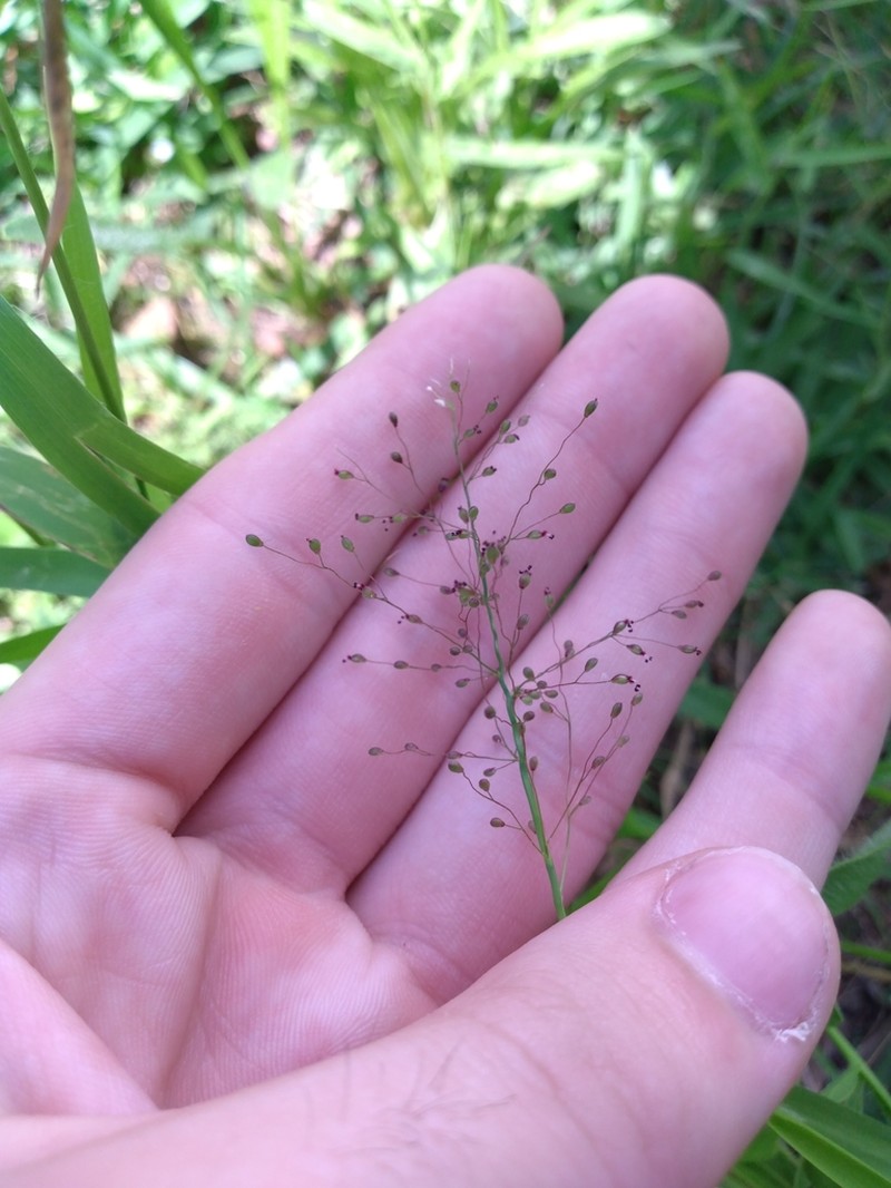 Dichanthelium lindheimeri photo 6