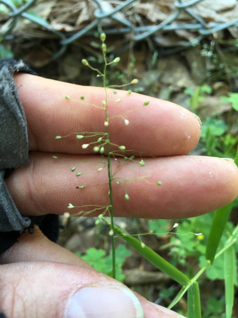 Dichanthelium lindheimeri photo 7