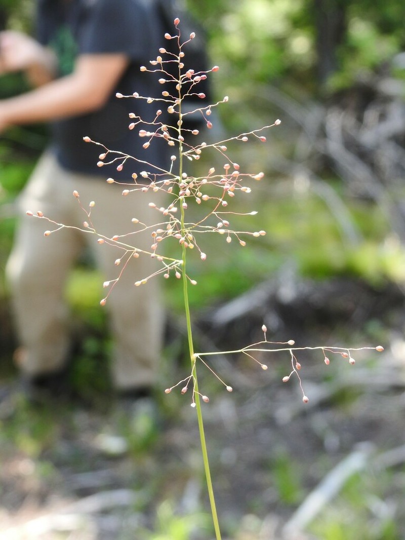 Dichanthelium lindheimeri photo 8