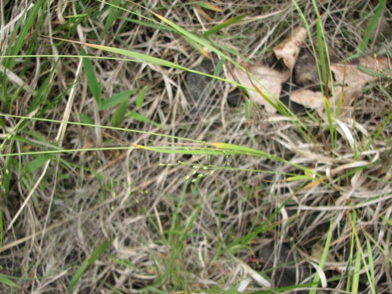 Slimleaf Panicgrass