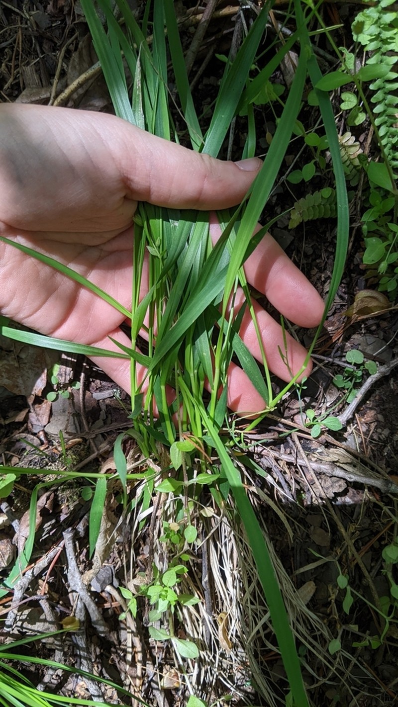 Slimleaf Panicgrass