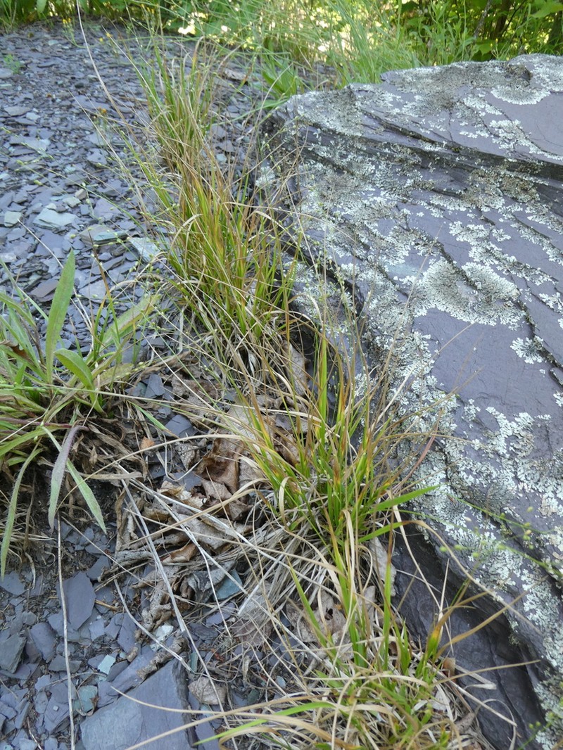 Slimleaf Panicgrass photo 2