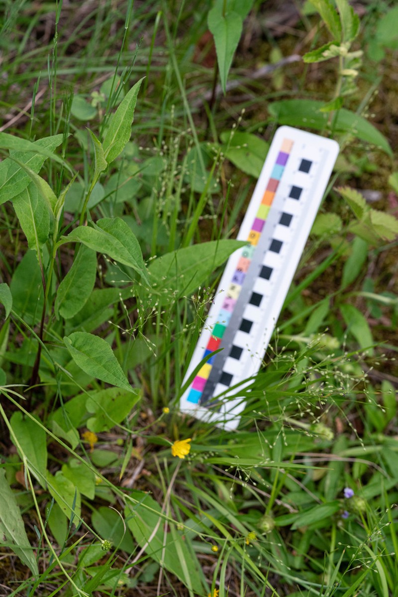 Slimleaf Panicgrass photo 3