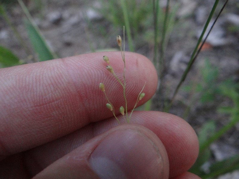Slimleaf Panicgrass photo 4