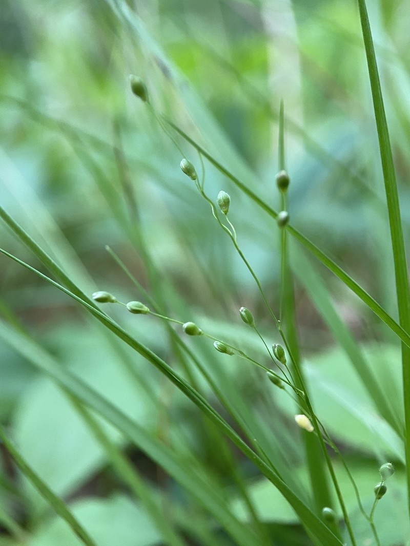 Slimleaf Panicgrass photo 5