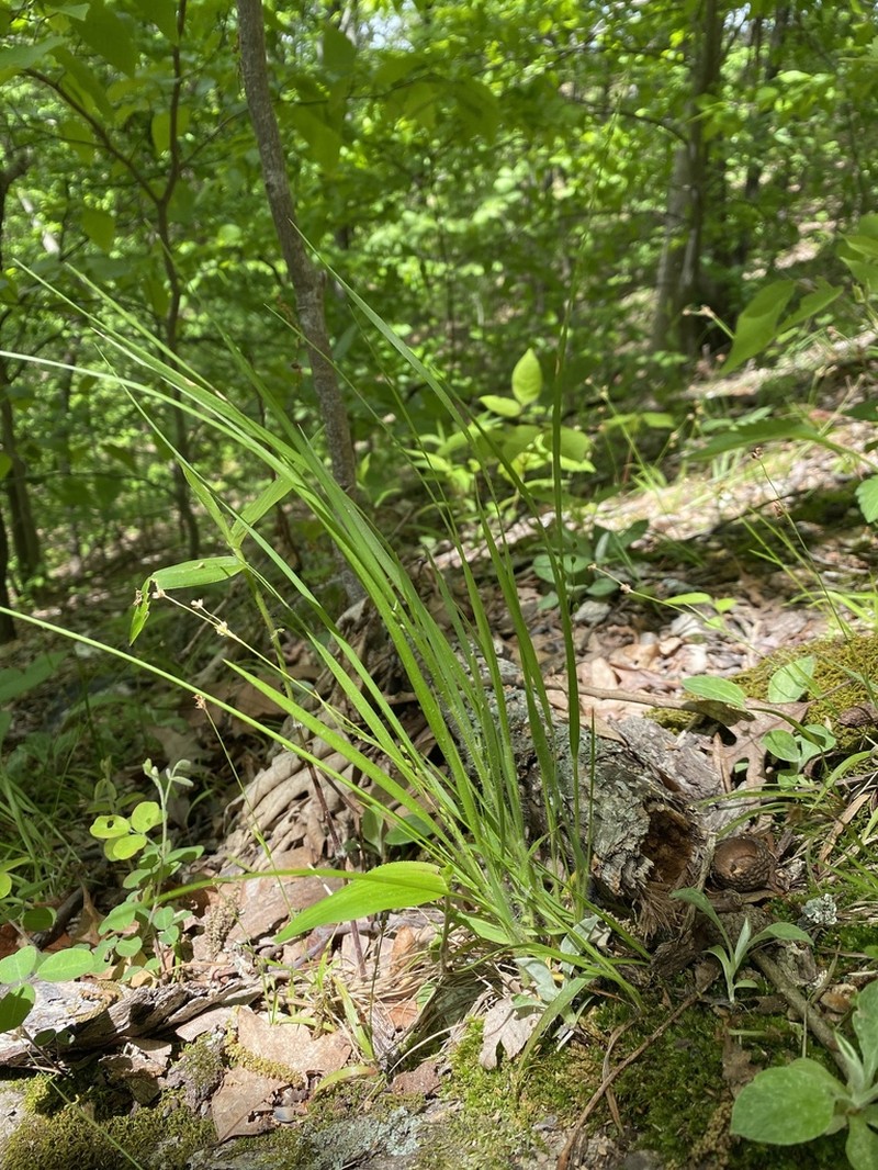 Slimleaf Panicgrass photo 6