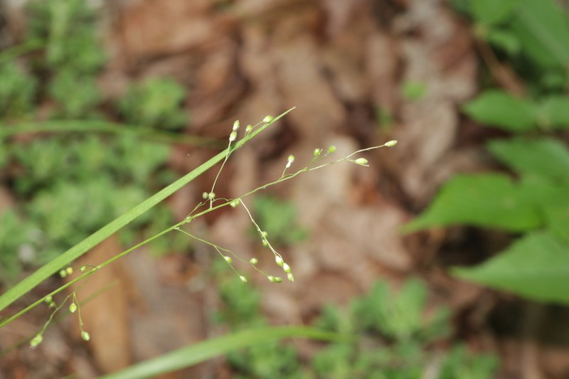 Slimleaf Panicgrass photo 7