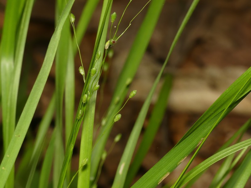Slimleaf Panicgrass photo 8