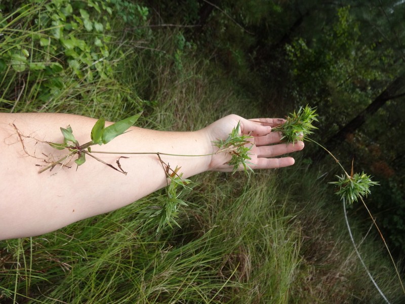 Coastal Plain Panicgrass