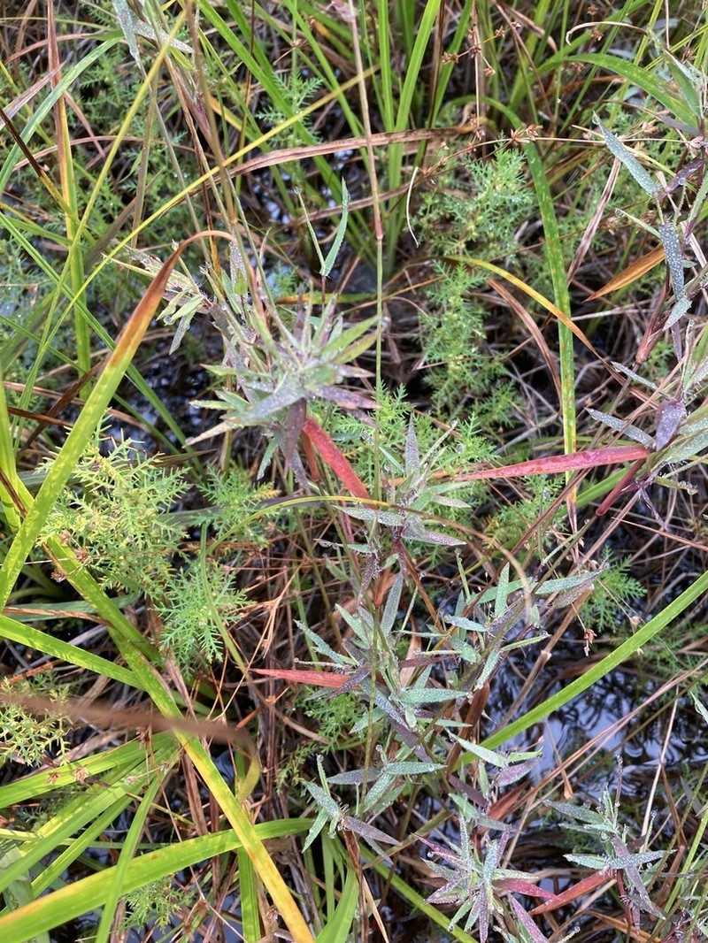 Coastal Plain Panicgrass photo 2