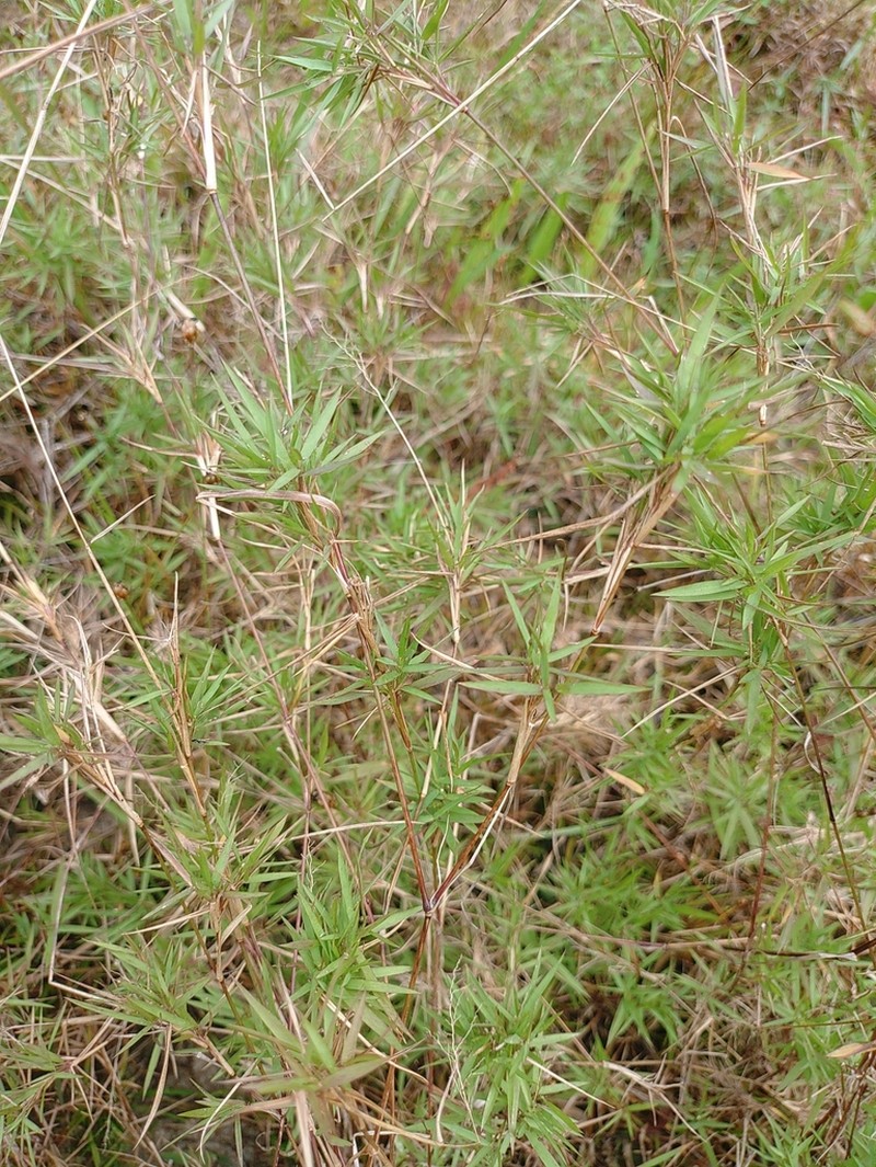Coastal Plain Panicgrass photo 3