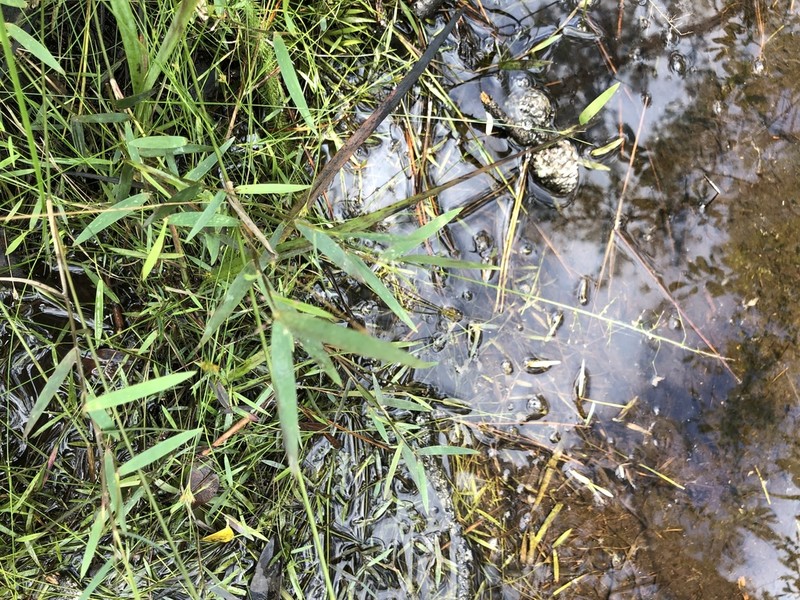 Coastal Plain Panicgrass photo 4