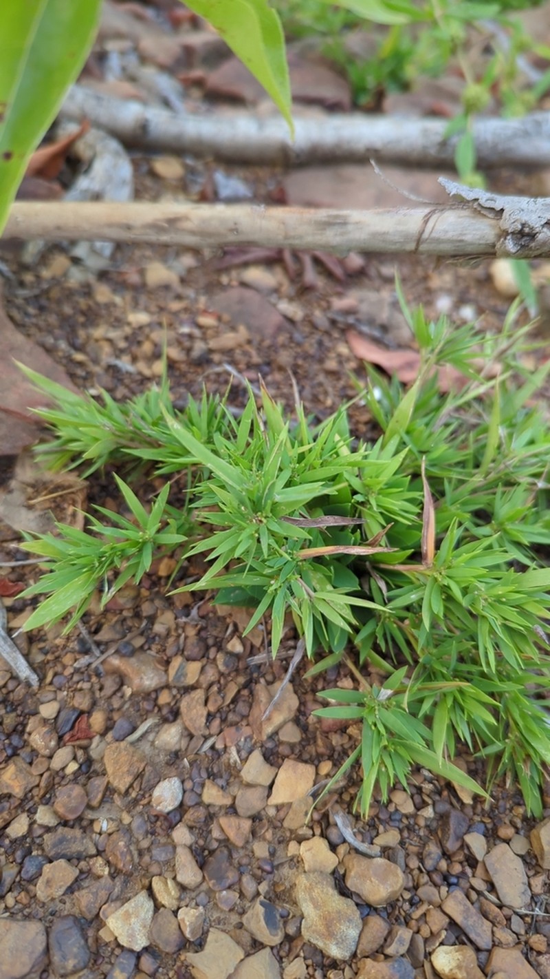 Coastal Plain Panicgrass photo 5