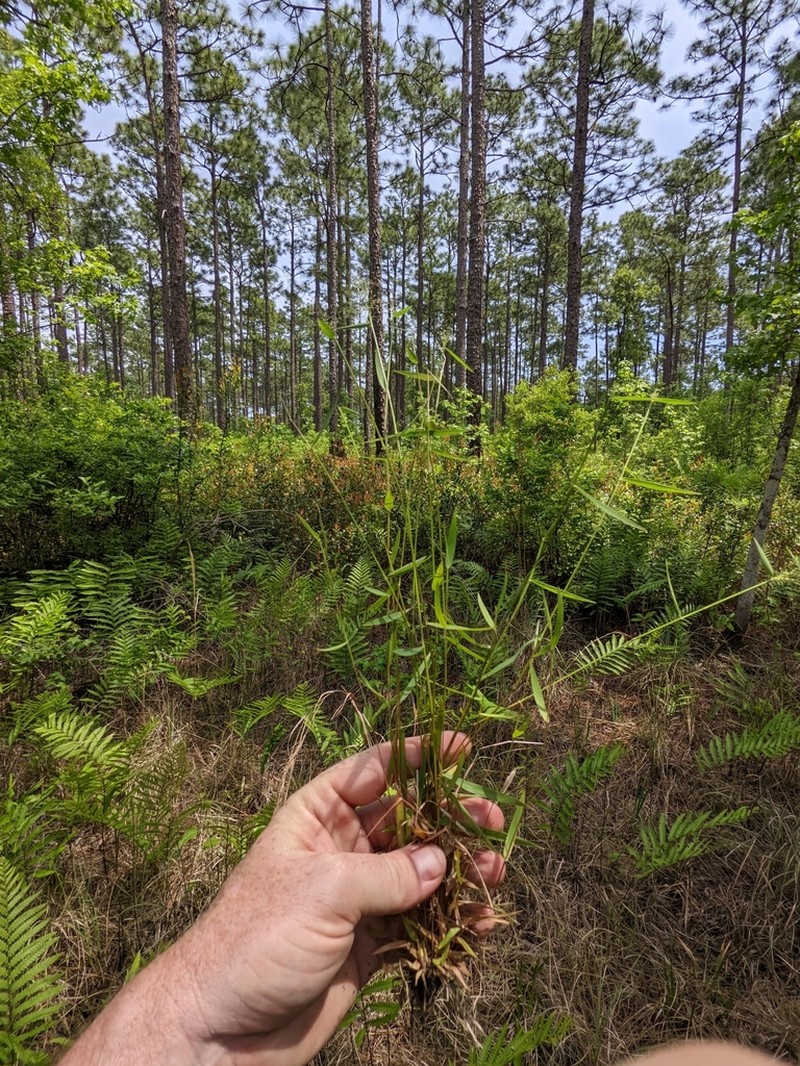 Coastal Plain Panicgrass photo 6