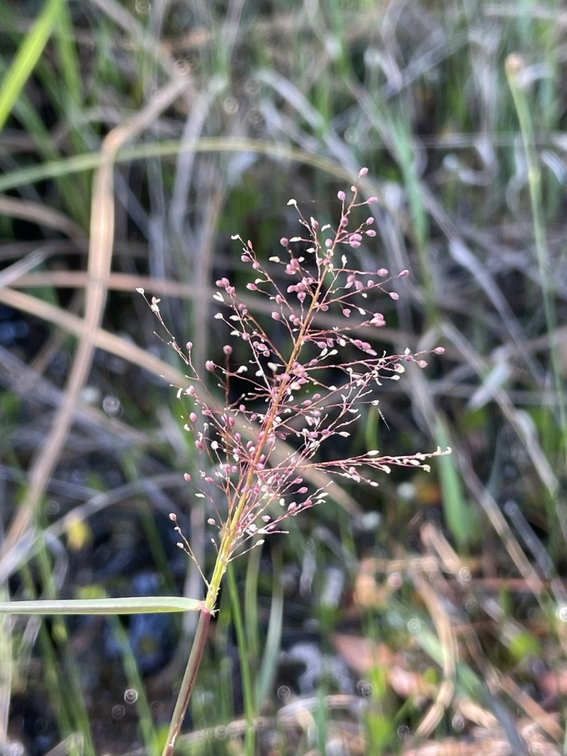 Coastal Plain Panicgrass photo 7