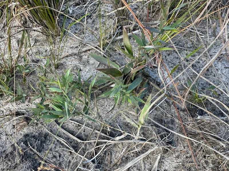 Coastal Plain Panicgrass photo 8