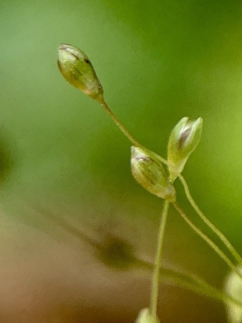 Dichanthelium lucidum photo 2