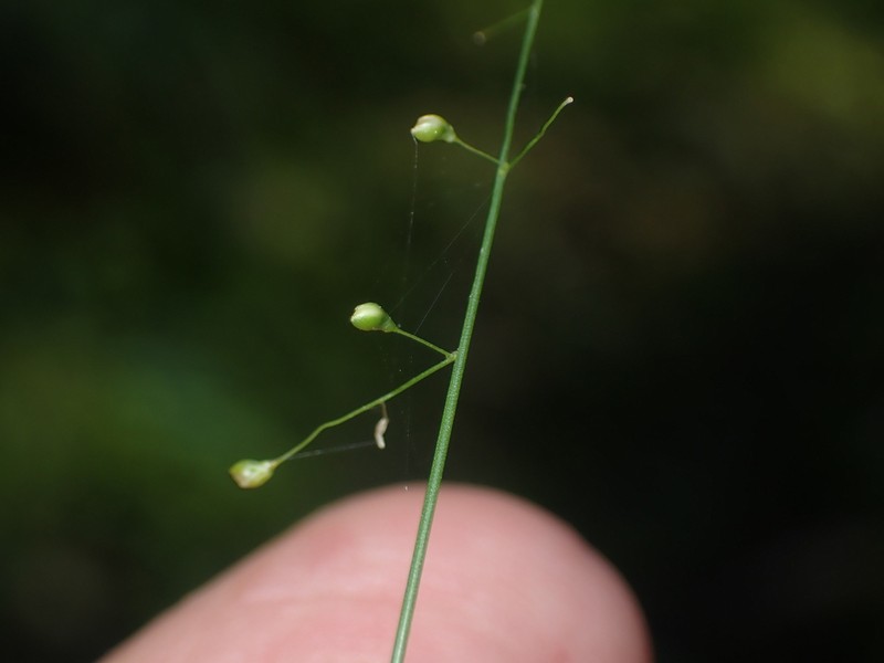 Dichanthelium lucidum photo 3