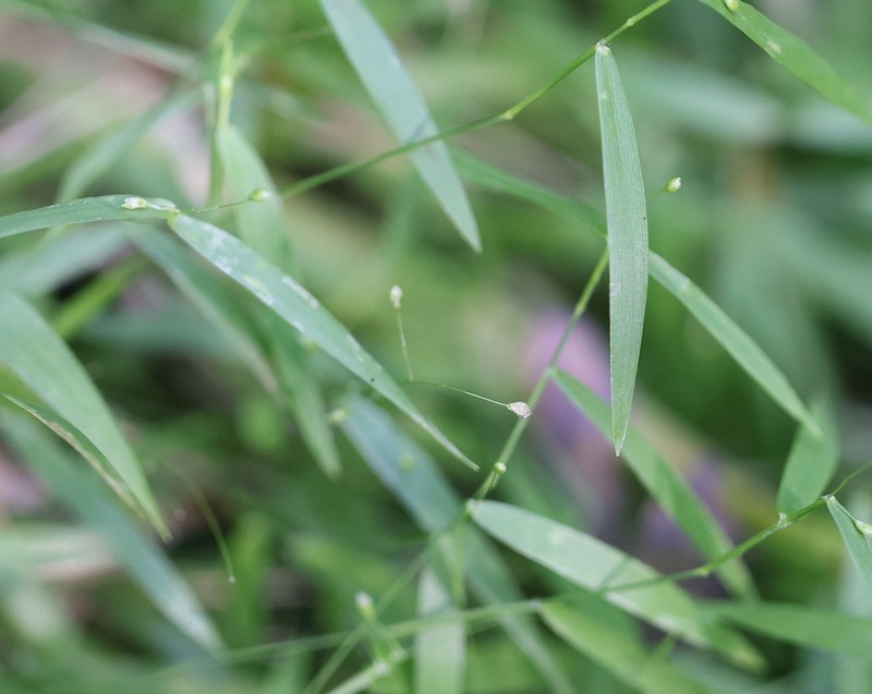 Dichanthelium lucidum photo 4