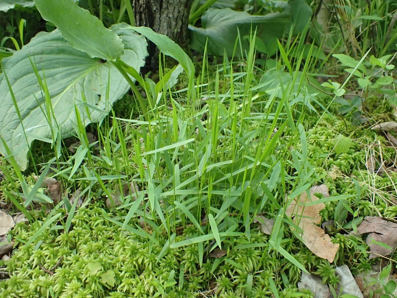 Dichanthelium lucidum photo 6