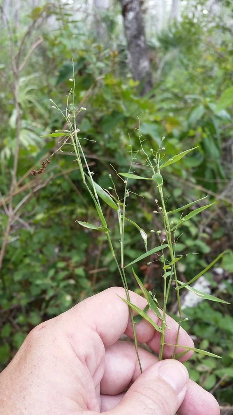 Dichanthelium lucidum photo 7