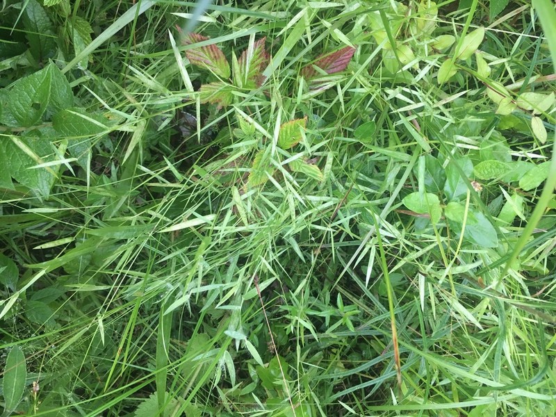 Dichanthelium lucidum photo 8