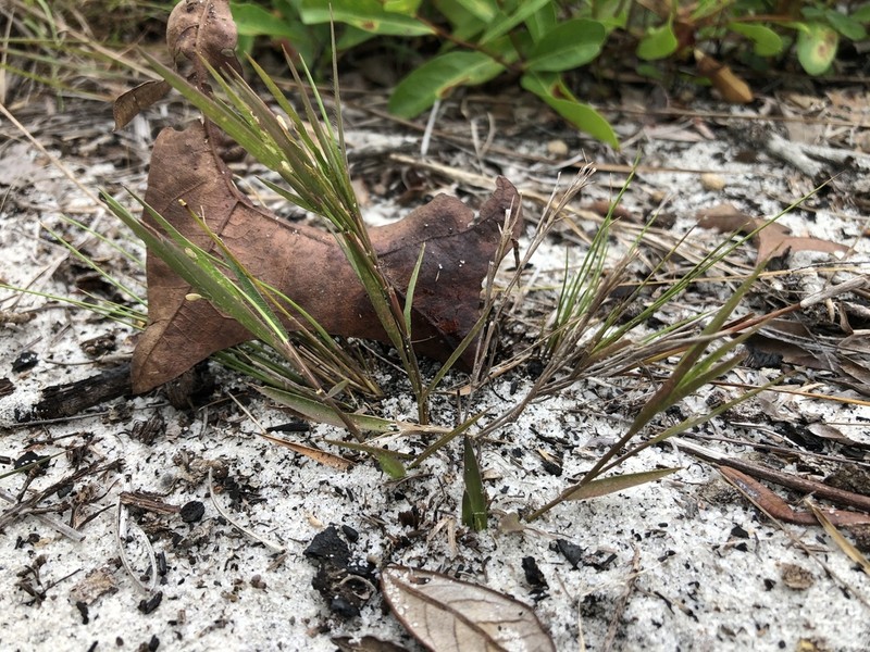 Dichanthelium malacon