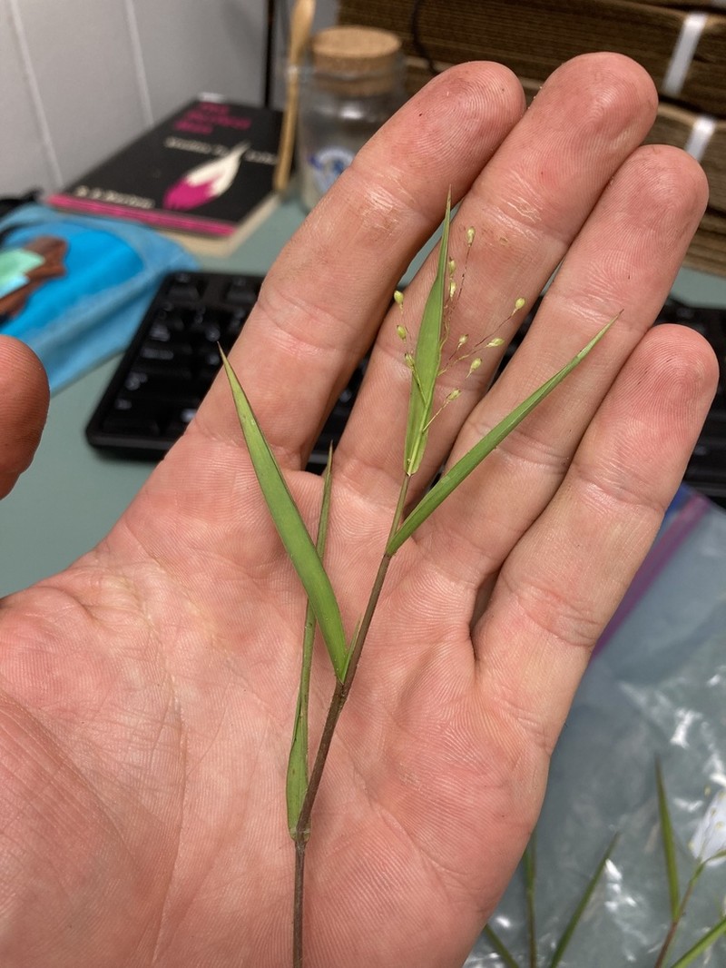 Dichanthelium malacon photo 2