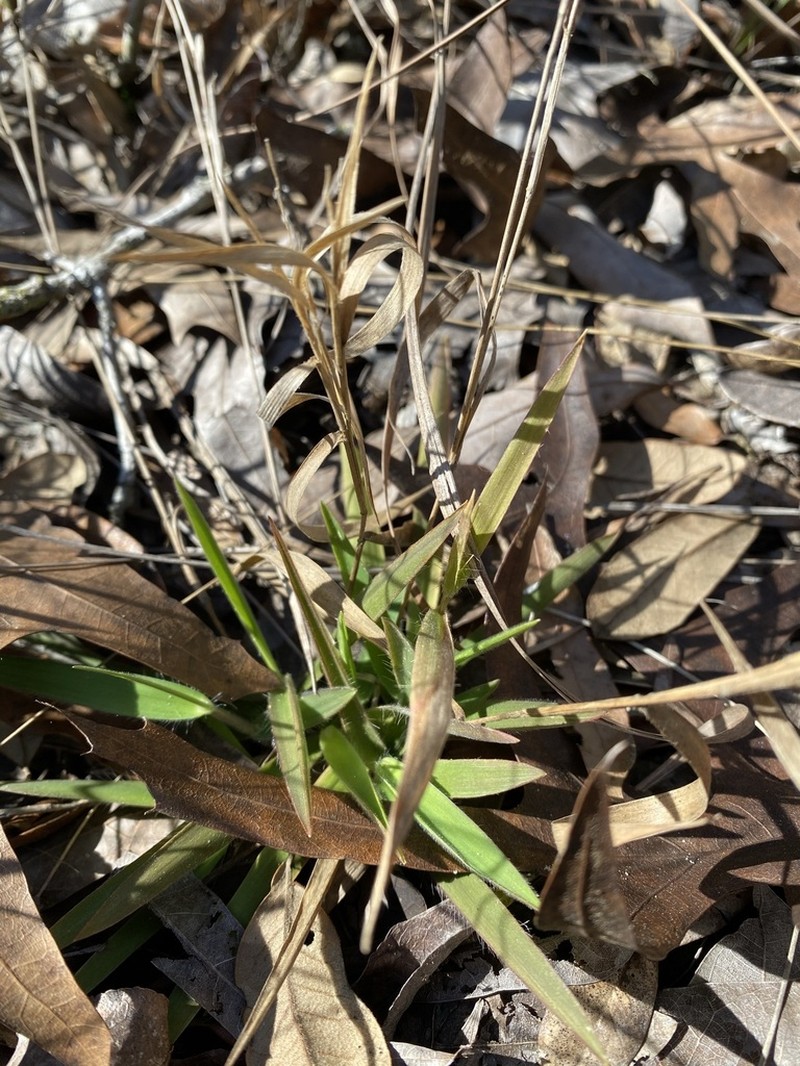 Dichanthelium malacon photo 3