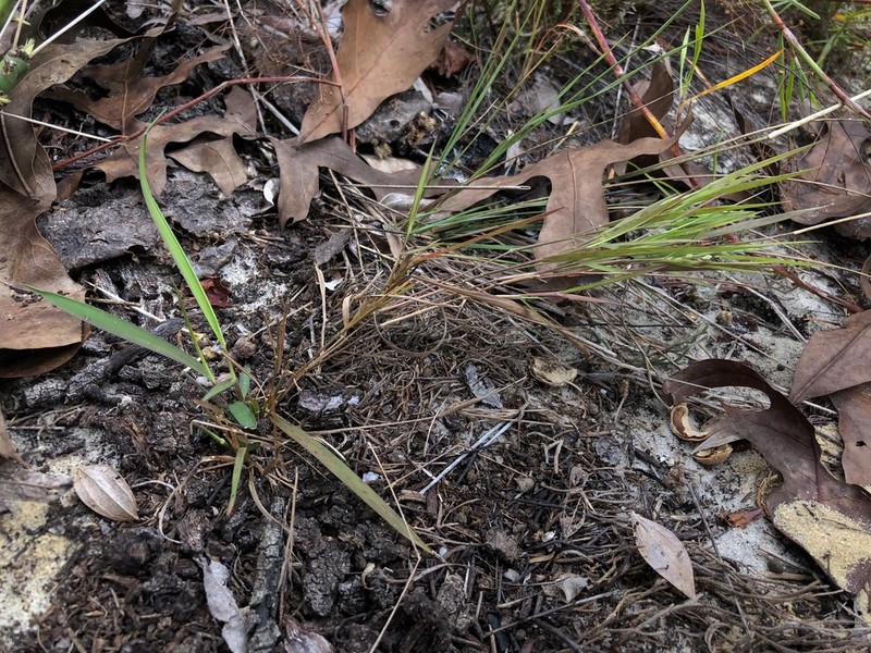 Dichanthelium malacon photo 4