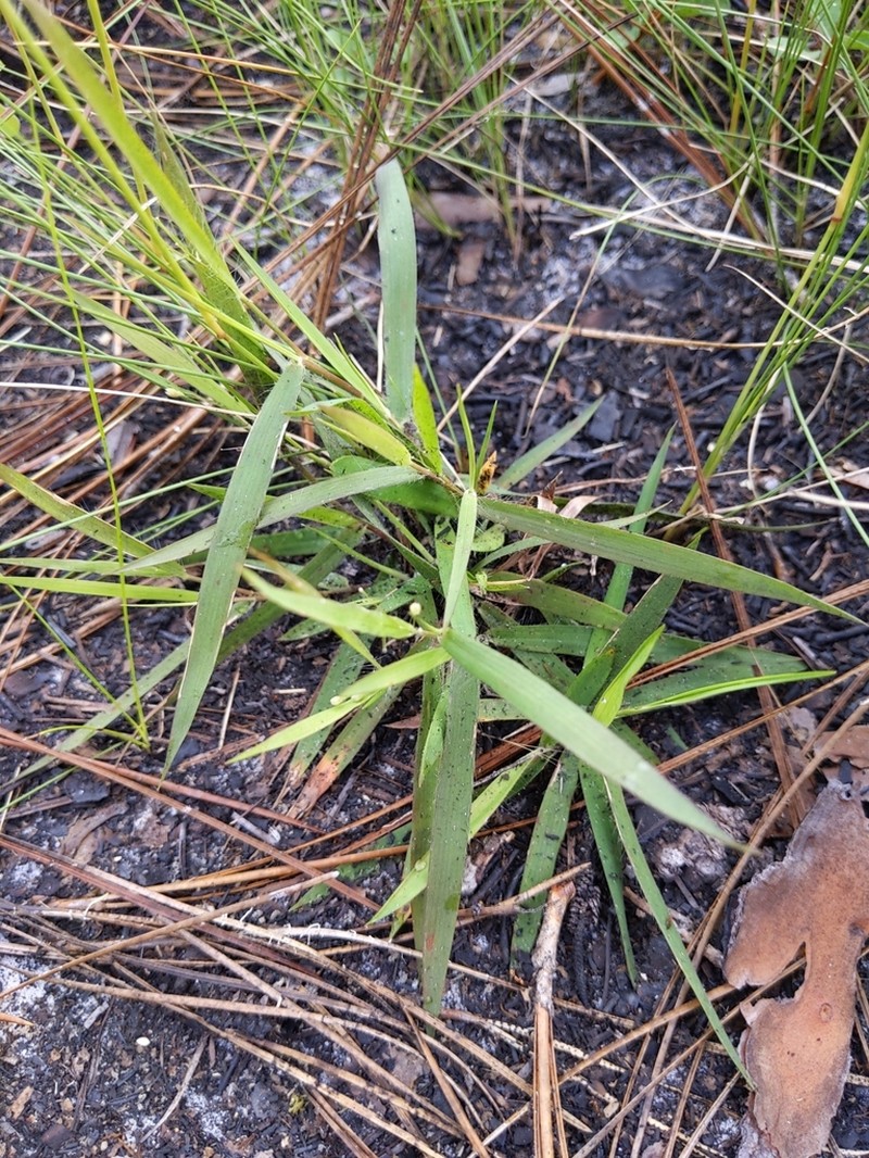 Dichanthelium malacon photo 6