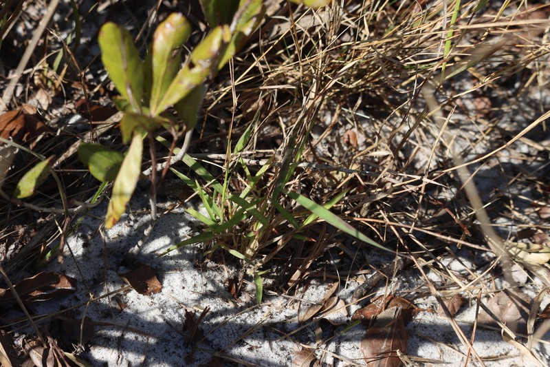 Dichanthelium malacon photo 7