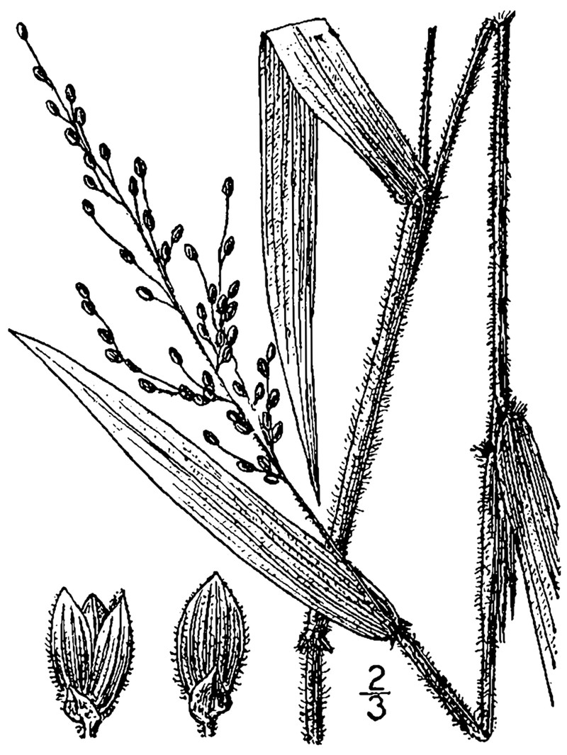 Softleaf Rosette Grass